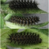 melit phoebe larva5after volg1